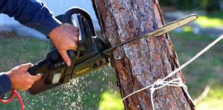 How Our Tree Care Process Works  in  Guerneville, CA