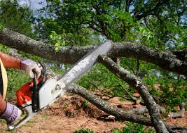 Best Arborist Consultation Services  in Guerneville, CA