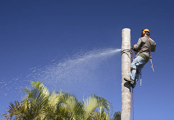 Best Tree Maintenance Programs  in Guerneville, CA